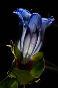 Gentiana calycosa, Hiker's Gentian 